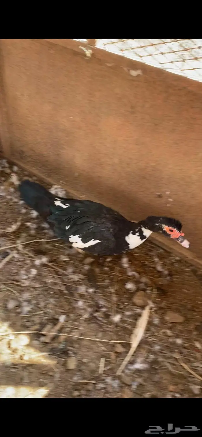 بط إناثي اللون اسود 0
