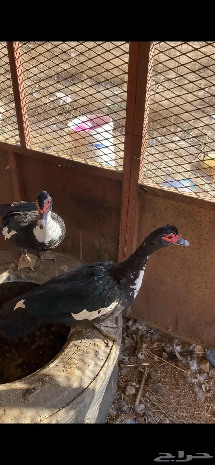 بط إناثي اللون اسود 2