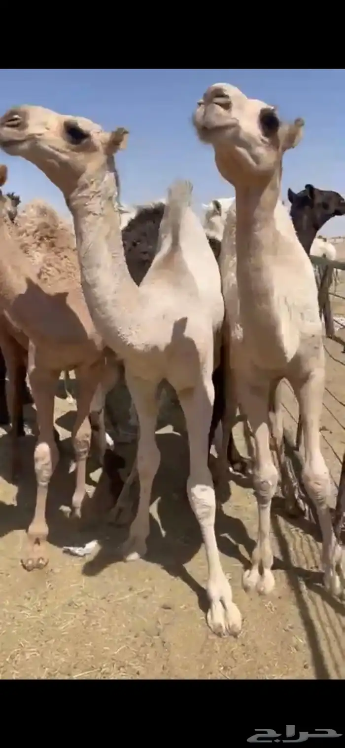 حشوان للبيع وللمناسبات 0