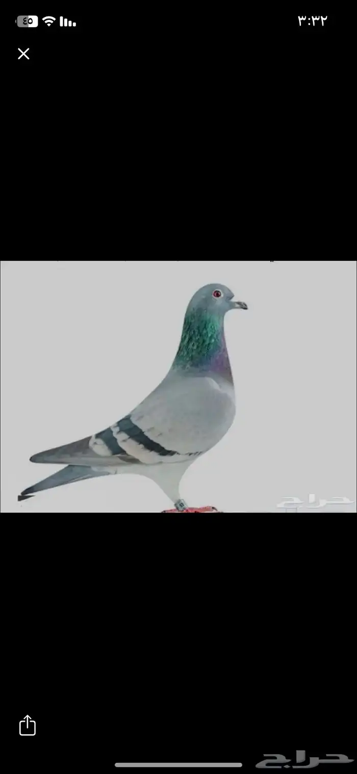 حمام سوادي طرح اليوم لصقور 0