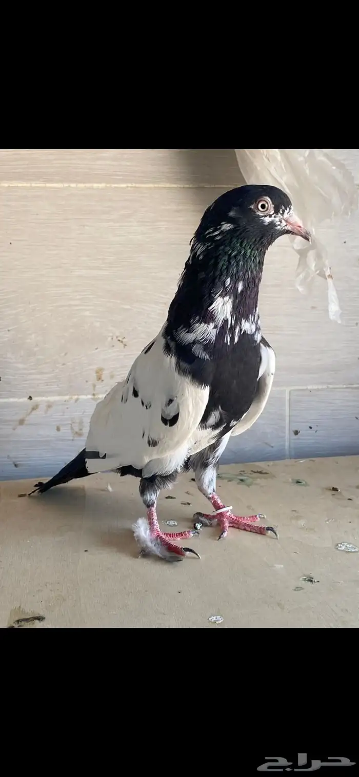 أنثى رام بوري منتجه 2