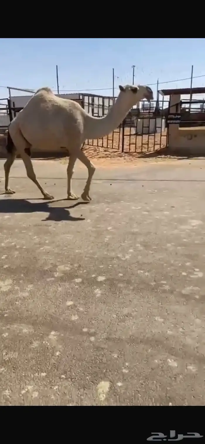 للبيع الشقحا الكفوو اللقحه ع رماني كفووو السن سديس القصيم 1