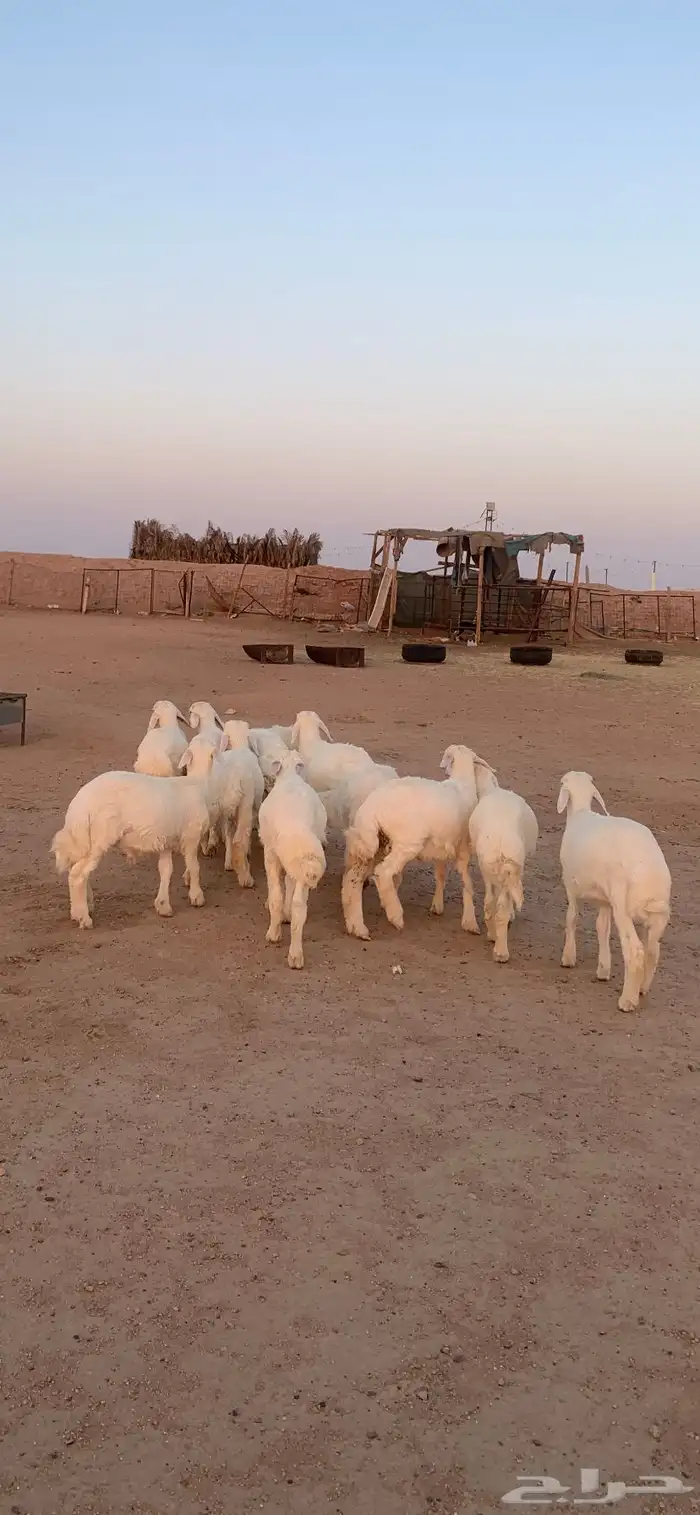 بهم حري طليان 1