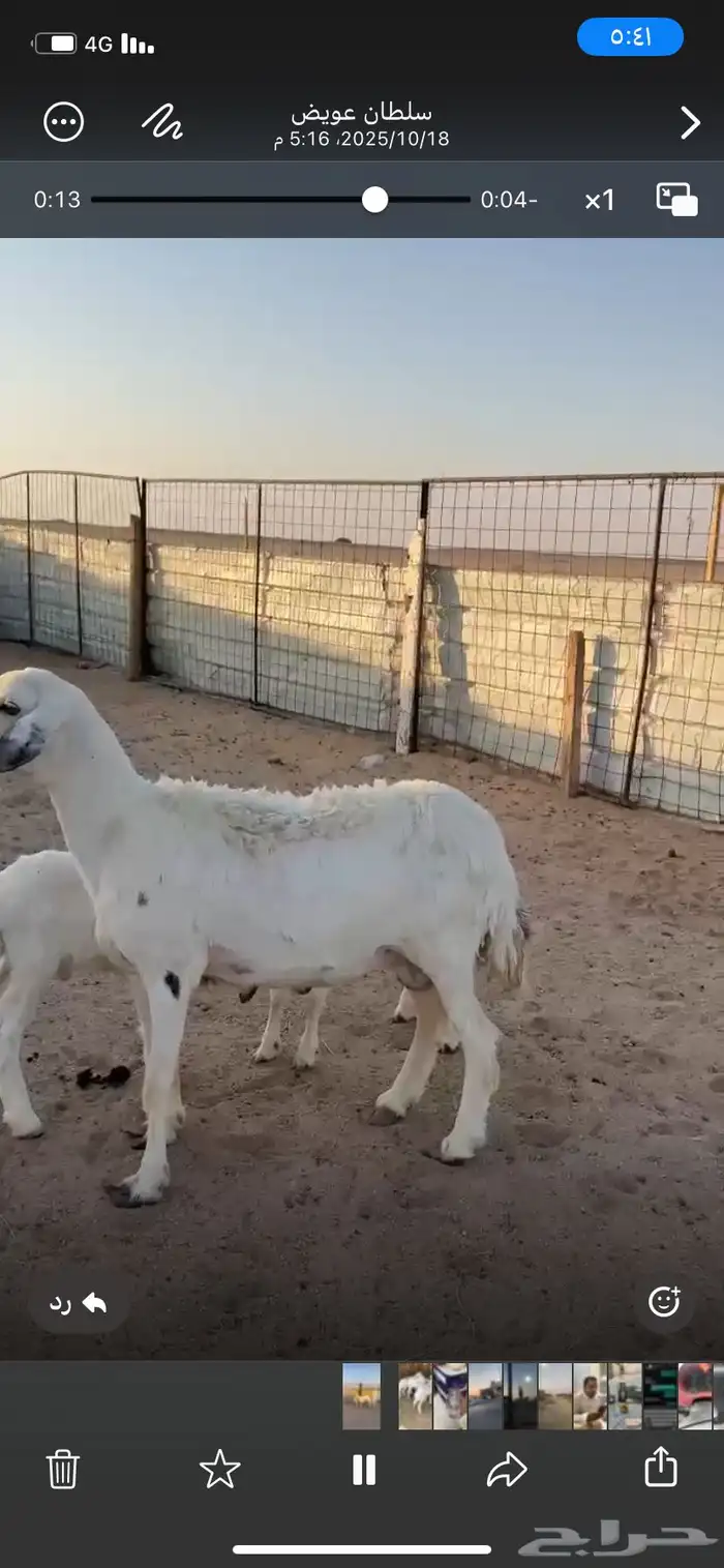 البيع شاه خلفه معه طليان 2 شقا ورم آلموقع الدوادمي 1