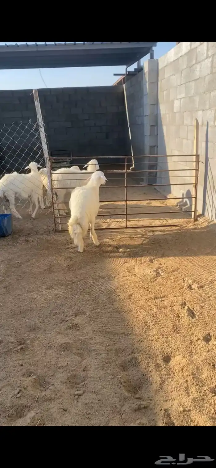 خروف جذع فل 3