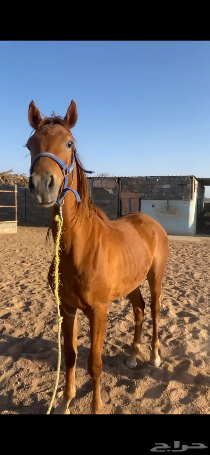 مهر شعبي كفو نادر من نوادر الخيل اب الحزم ام الريم العمر 0