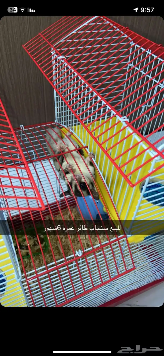 سنجاب طائر معه القفص هديه 0