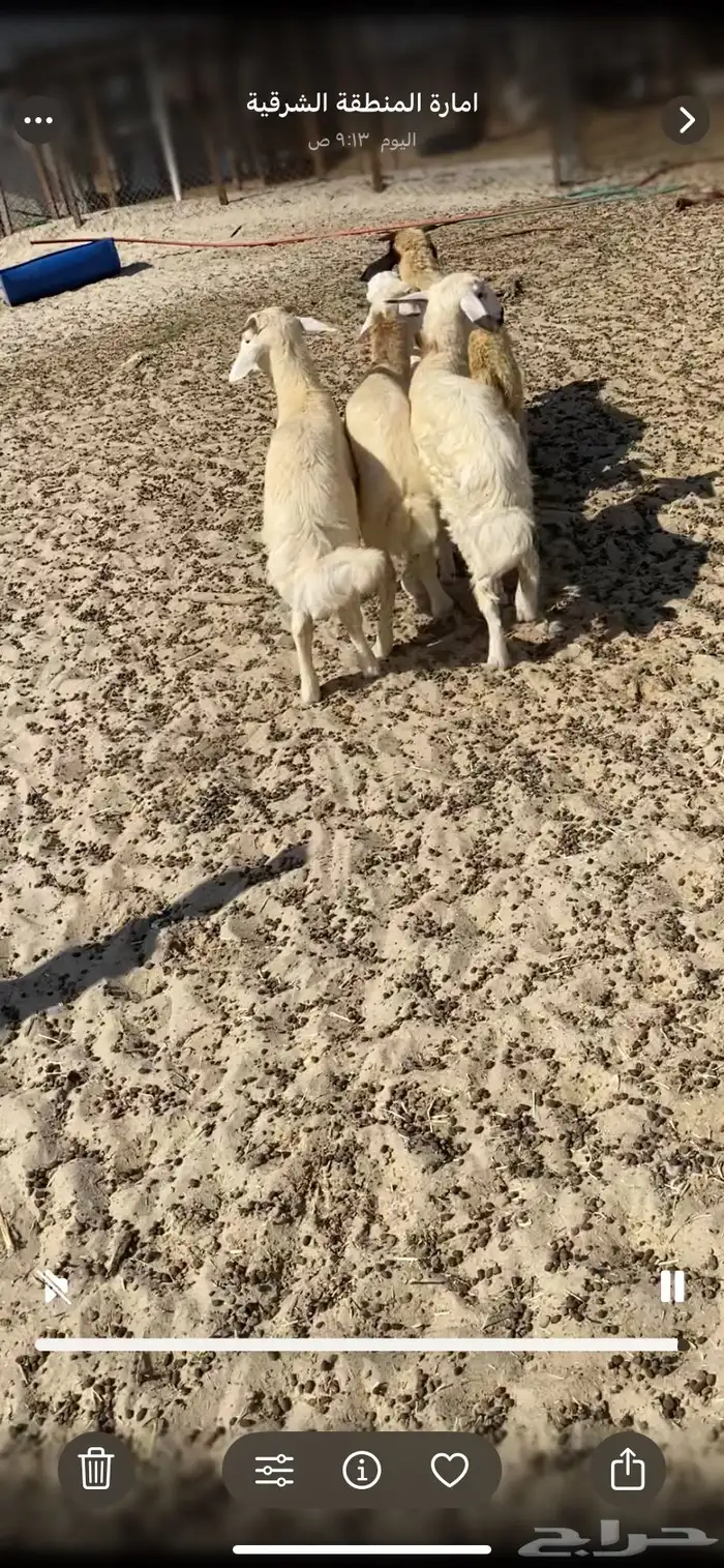 ذبايح للبيع 8