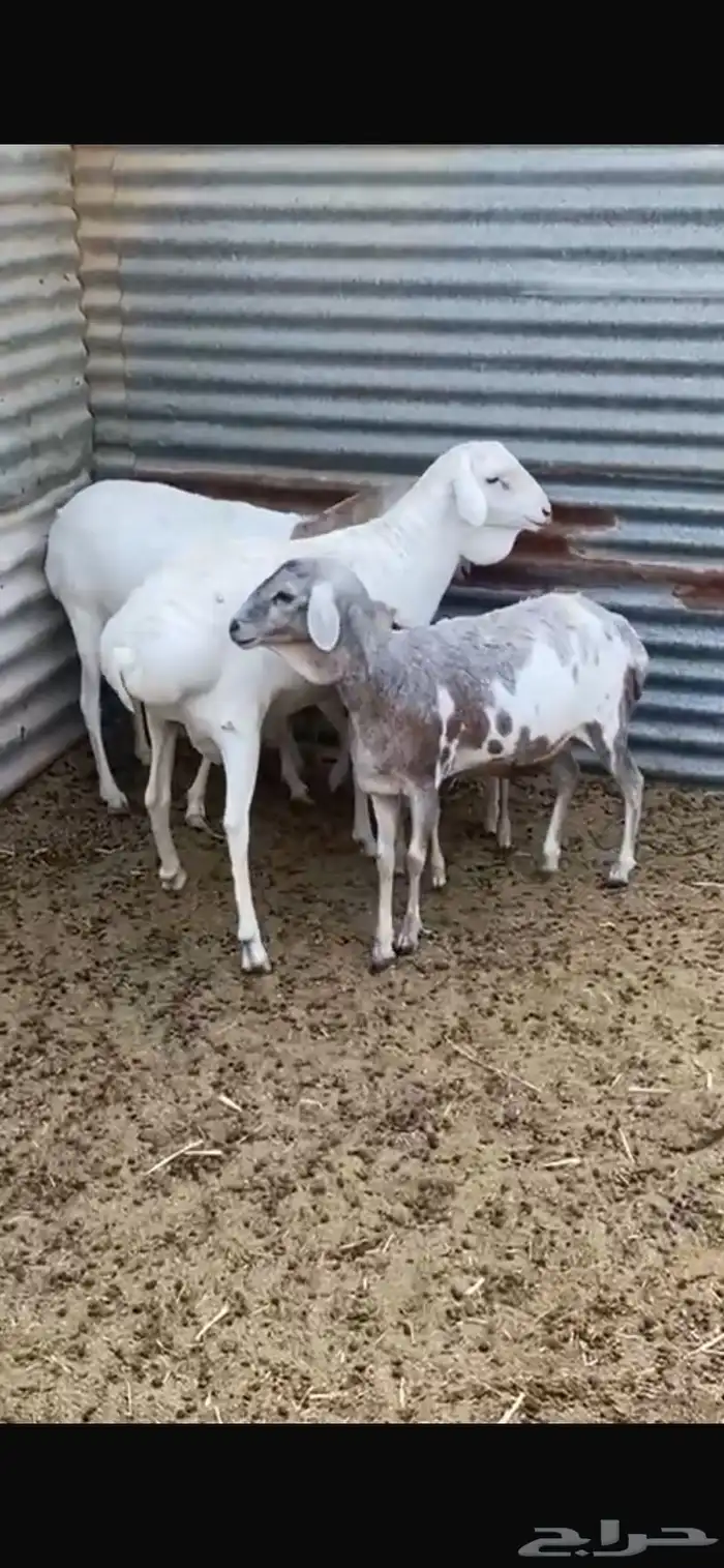 شياة بربريات مولدة بالفحل 2