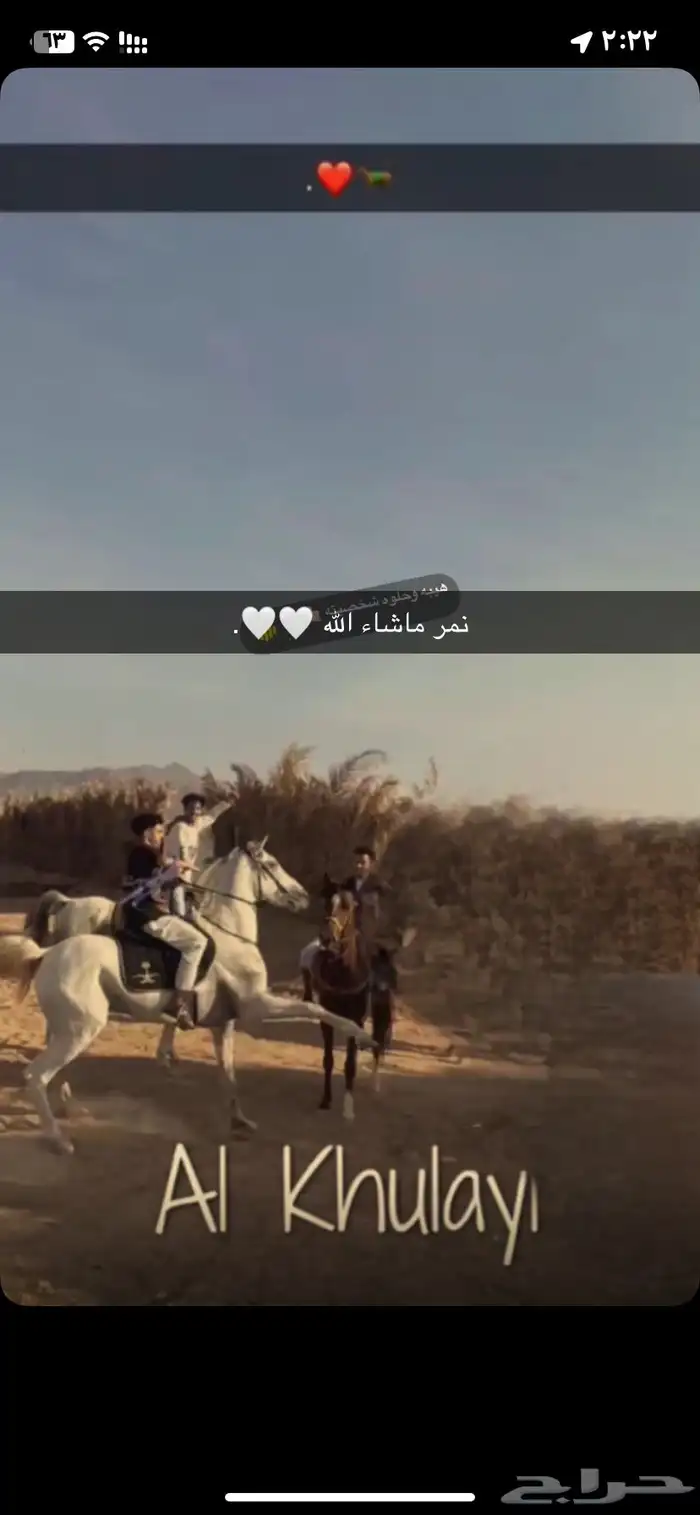 حصان جزيري 0