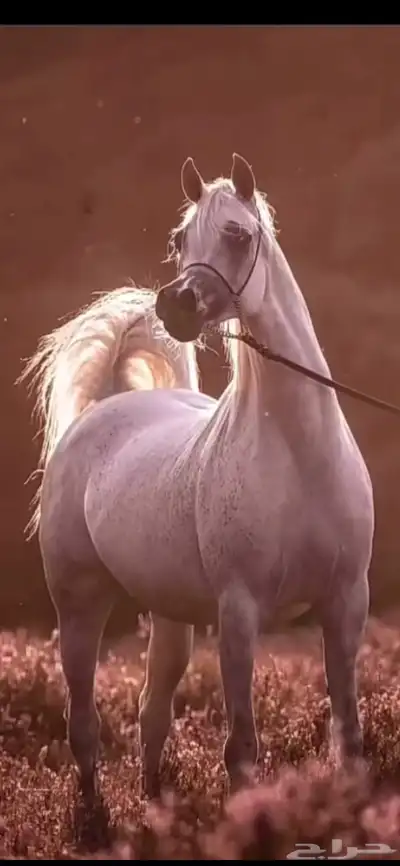 عسف الخيل 0