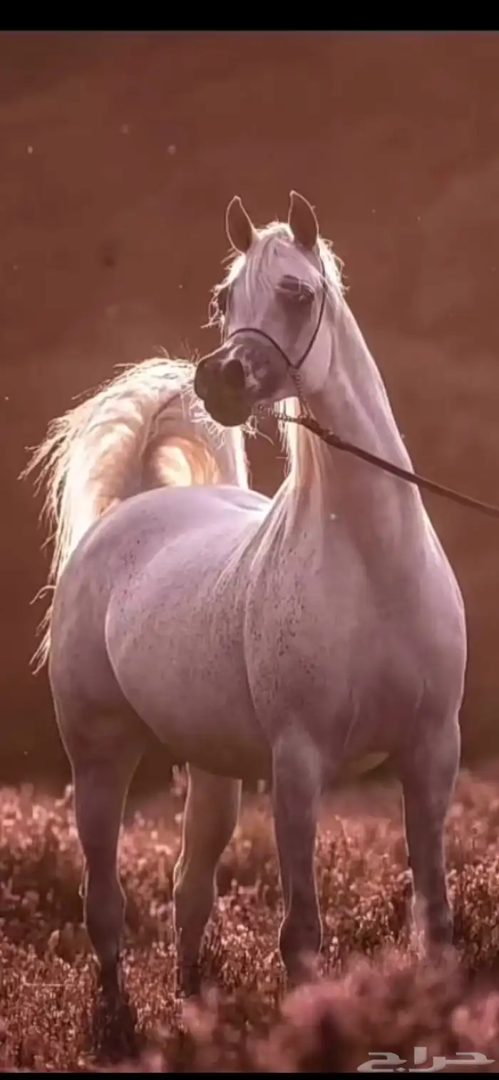 عسف الخيل 0