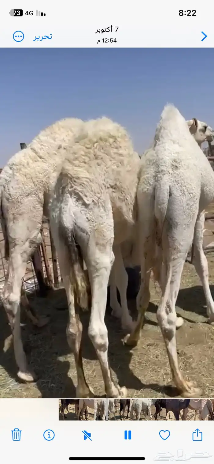حشوان للبيع وللمناسبات 3