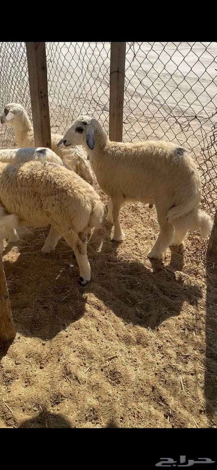 ذبايح للبيع 10