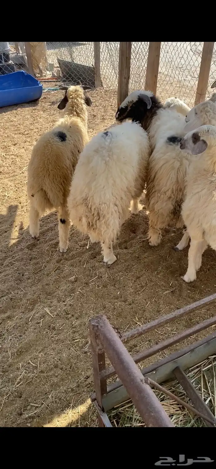 ذبايح للبيع 4