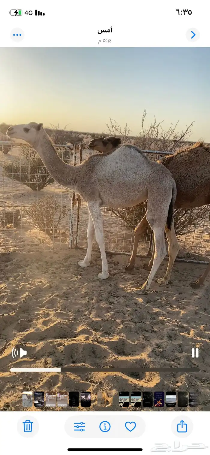 قعود وبكره طيبه بل حيل عمرها 6 شهور بريه 2