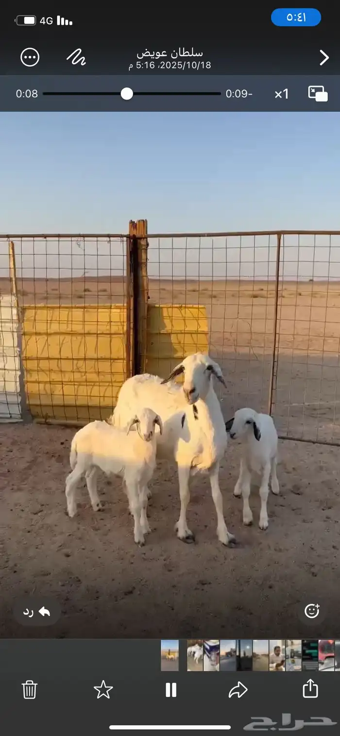 البيع شاه خلفه معه طليان 2 شقا ورم آلموقع الدوادمي 2