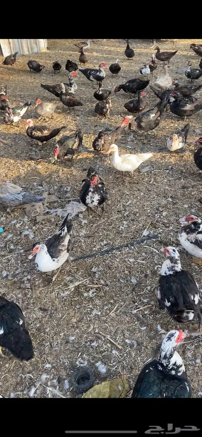 بط بح مسكوفي بياض اكثره الموقع بريدة العدد تقريبا الف حبة 4