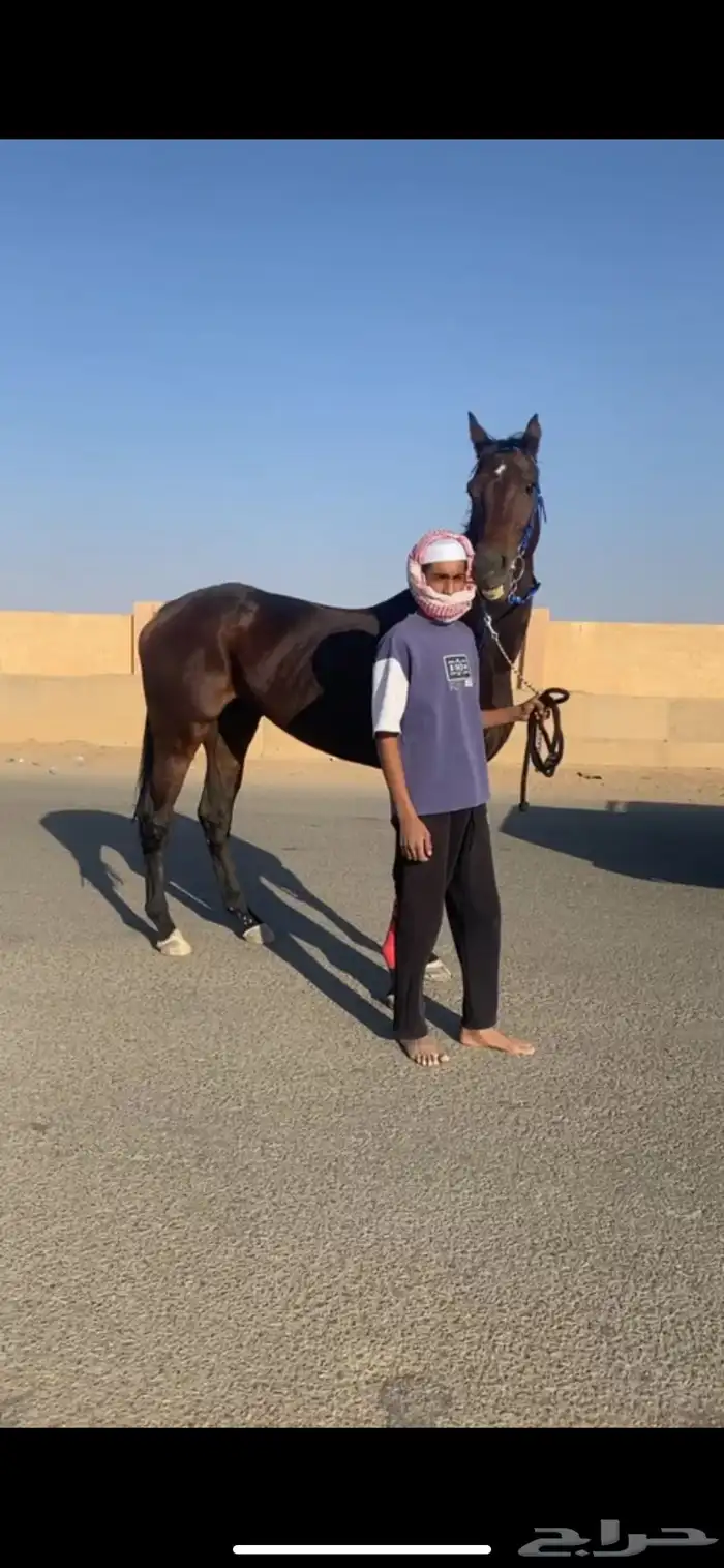 فرس سبوقق 0