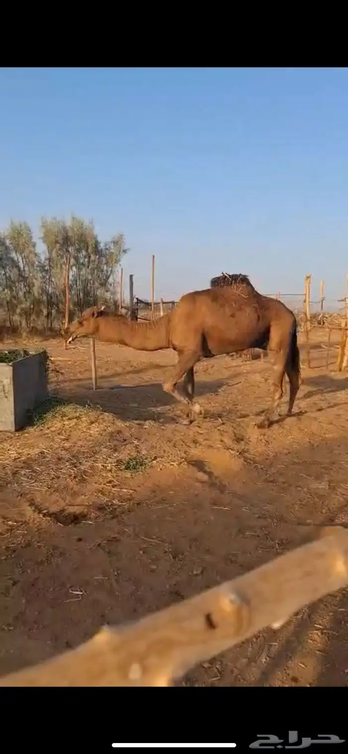 جمل احمر 1