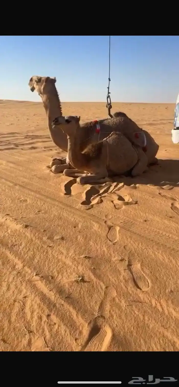 عشراء حمراء ام ثاني 0