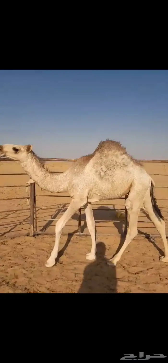 قعود للبيع 1