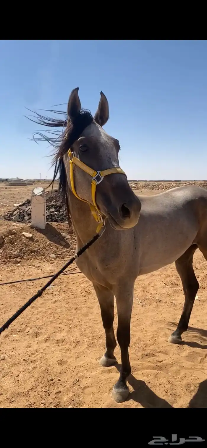 رفحاء 0
