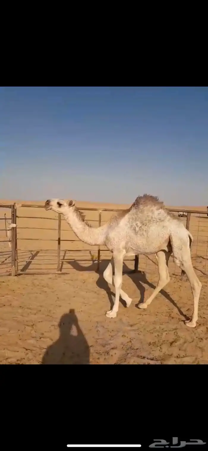 قعود للبيع 2