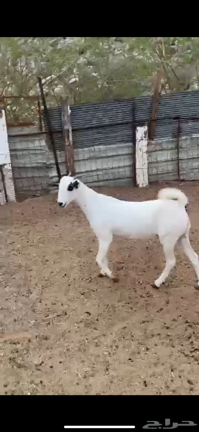 جفره بيشيه صنف دافع 0
