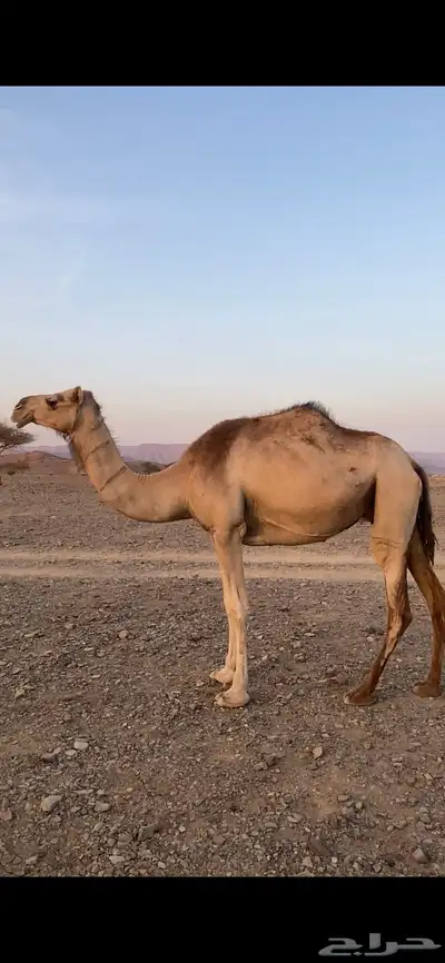 ناقة index