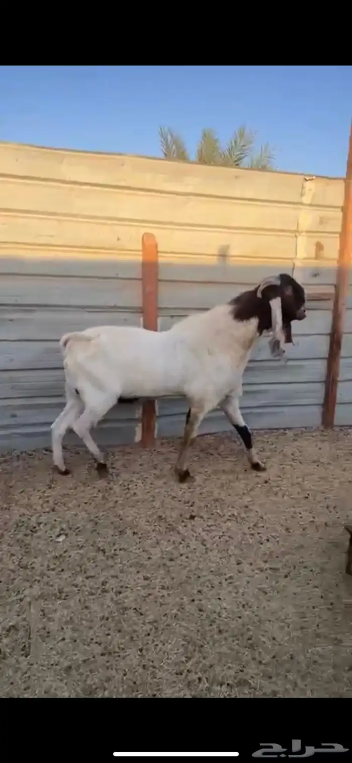 فحل هولندي جرم طيب بالحيل 1