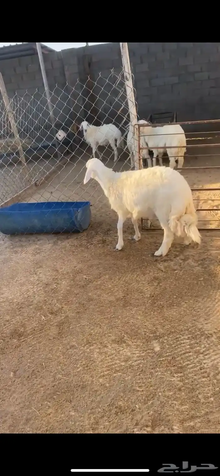 خروف جذع فل 2