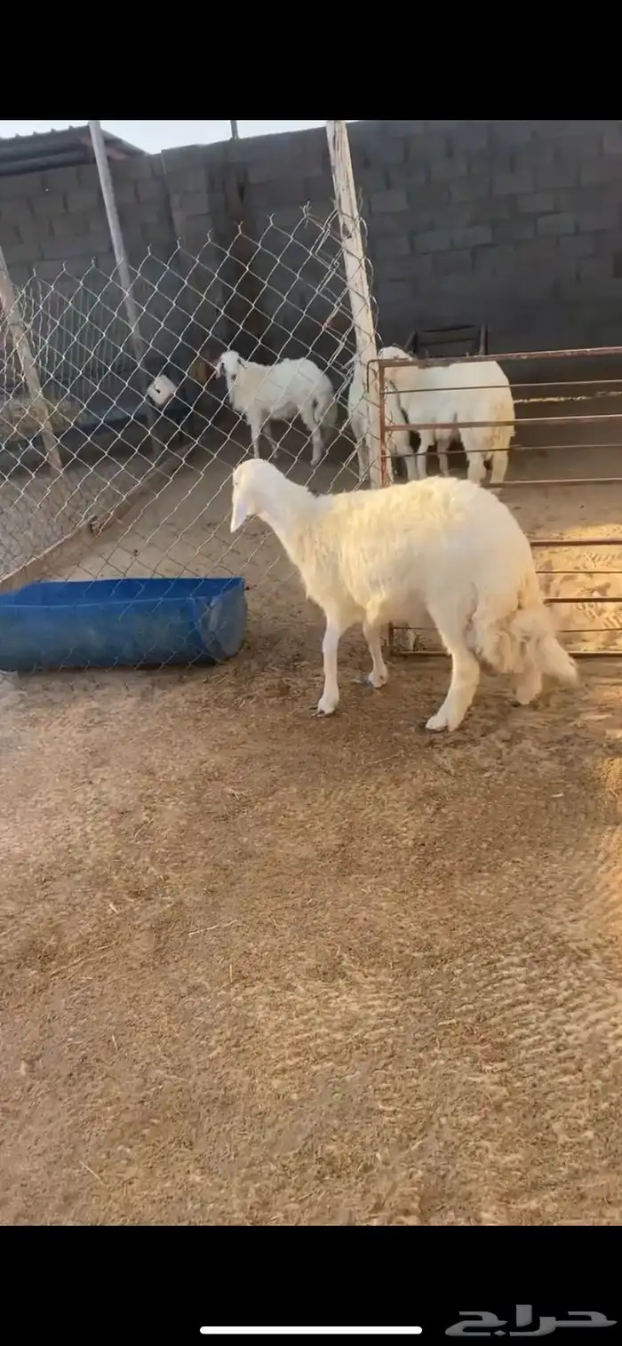 خروف جذع فل 1