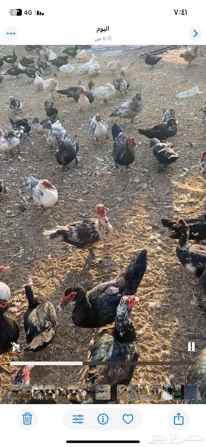 بط بح مسكوفي بياض اكثره الموقع بريدة العدد تقريبا الف حبة 5