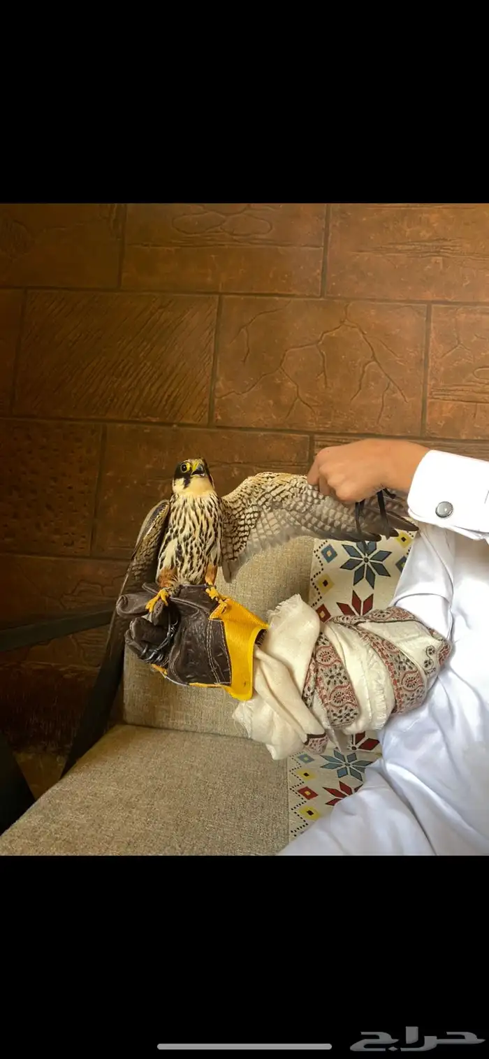 طير بكه او جليميه طرح اليوم 5