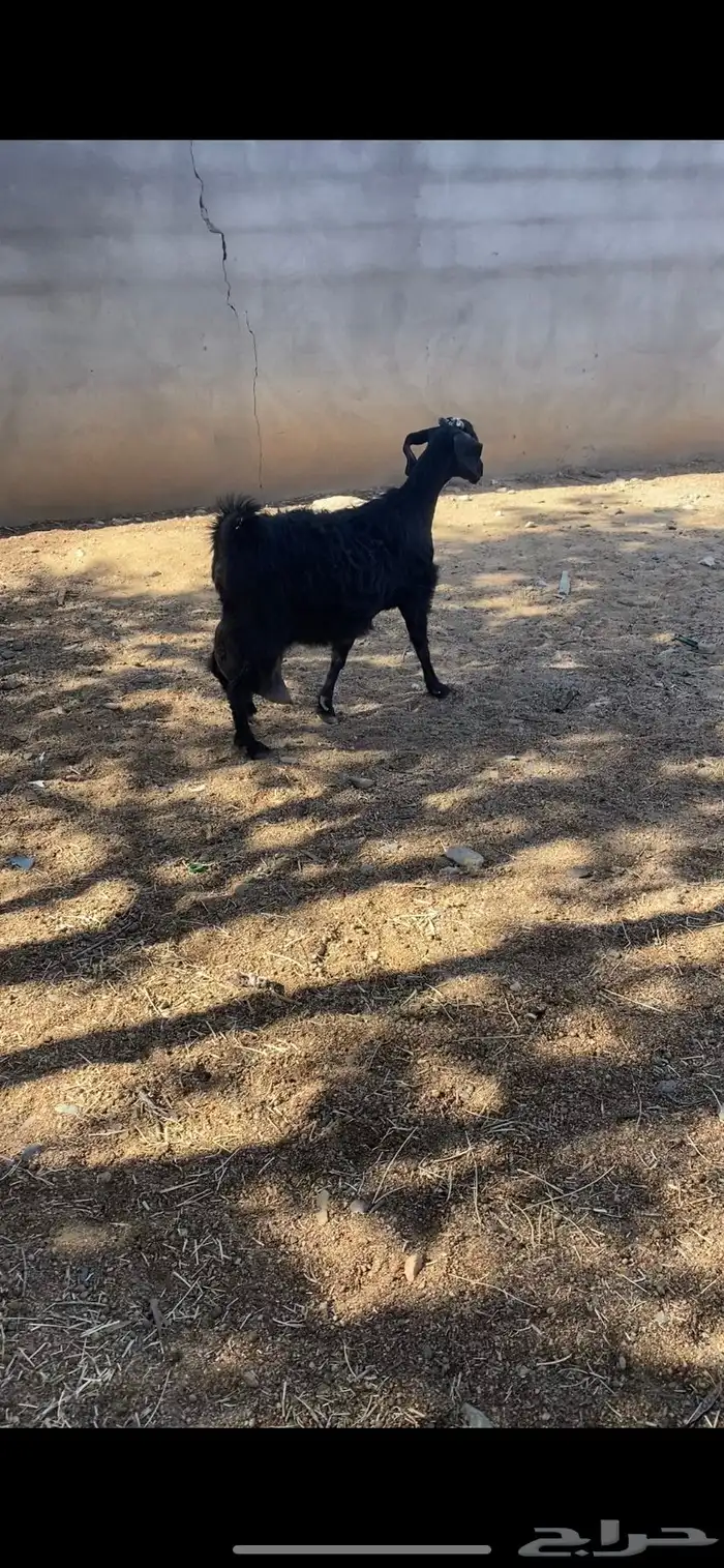عنز خلفه 0