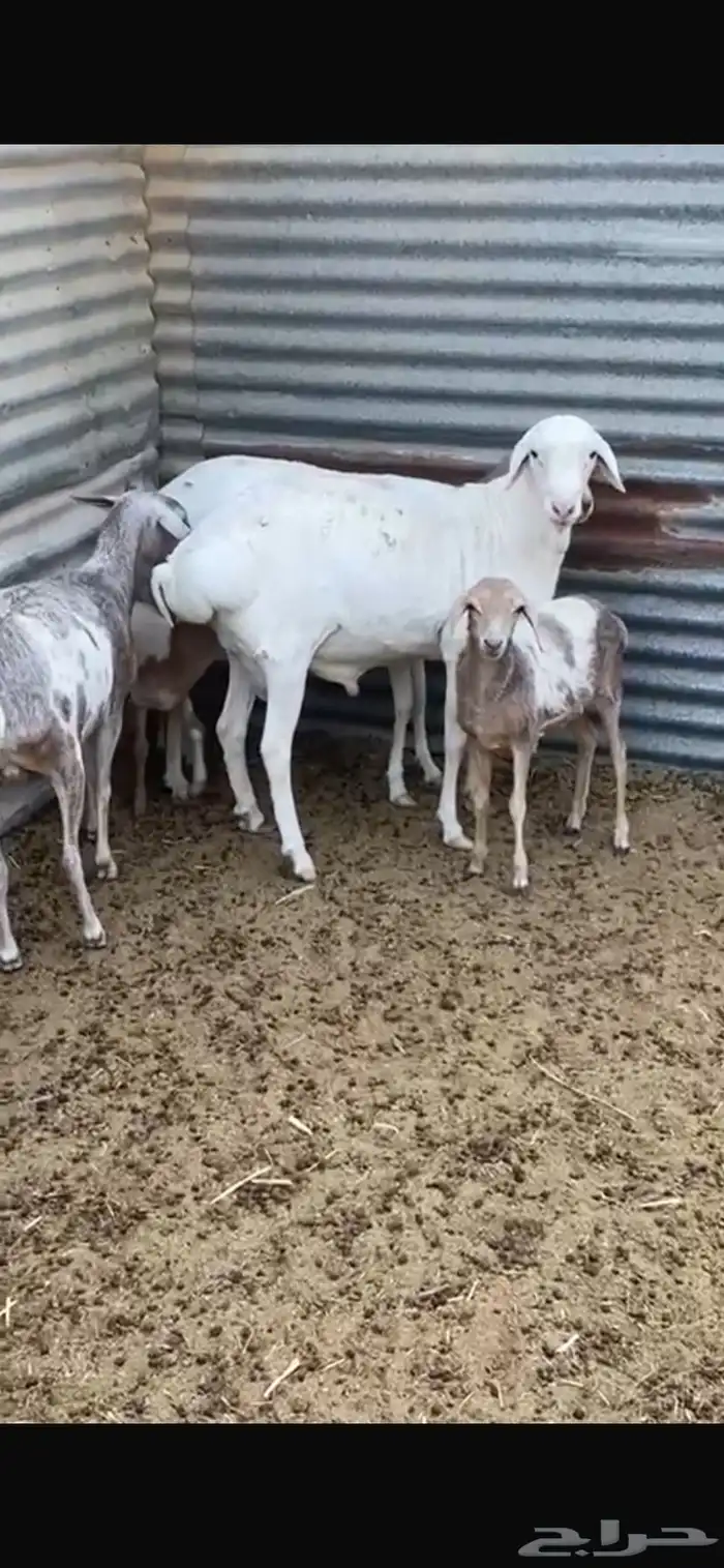 شياة بربريات مولدة بالفحل 5