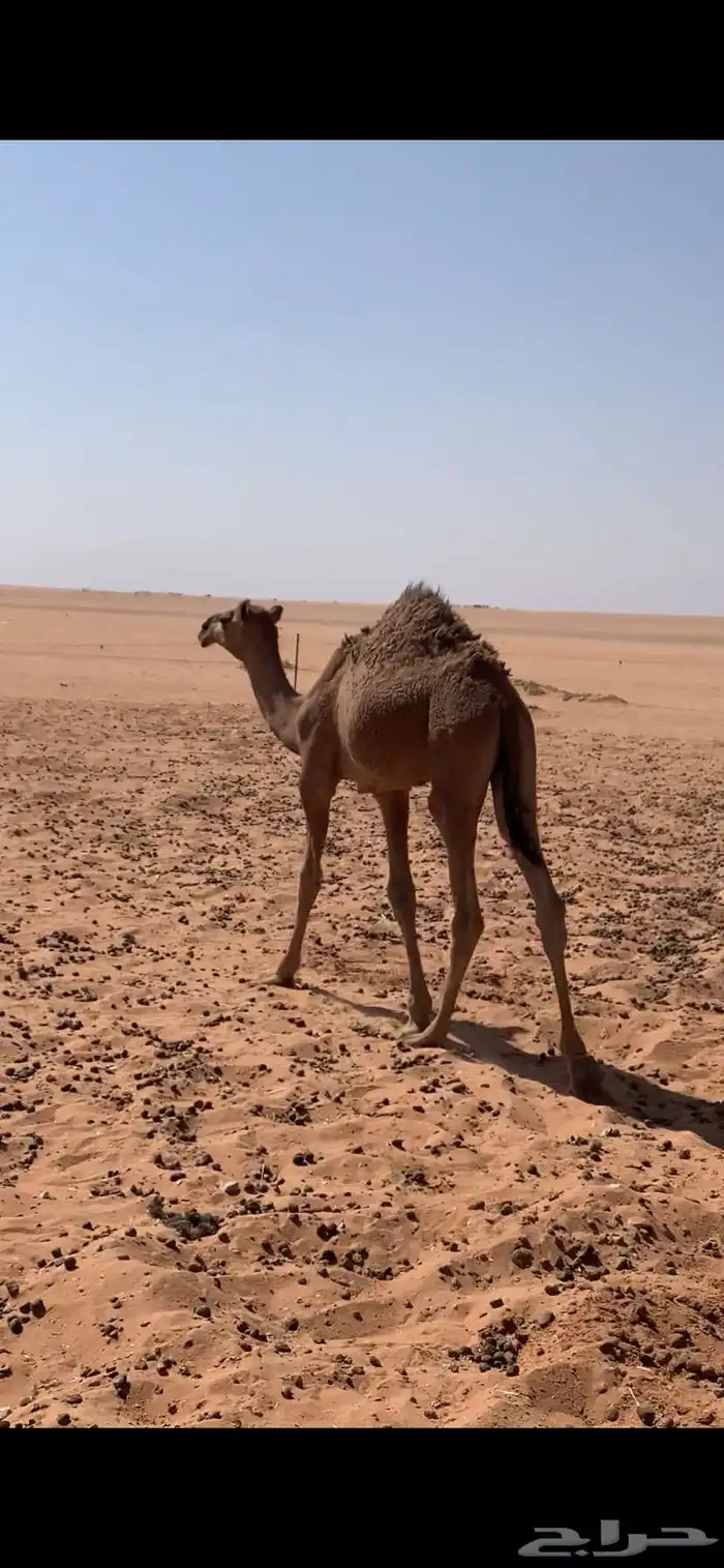 للبيع ناقه 1