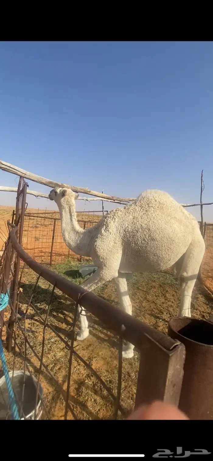 قعود كحيلاني 1