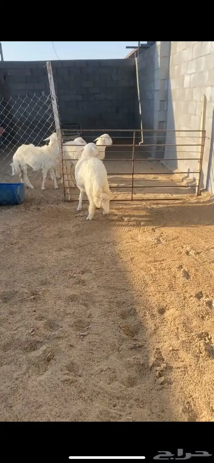 خروف جذع فل 0