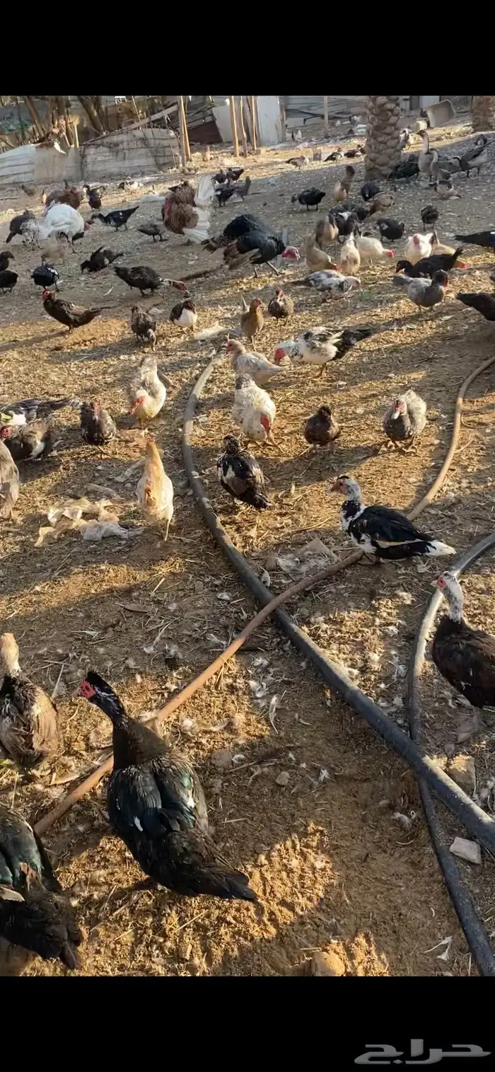 بط بح مسكوفي بياض اكثره الموقع بريدة العدد تقريبا الف حبة 2