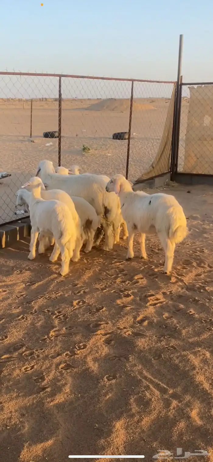 يوجد خدمة الذبح والتوصيل 1