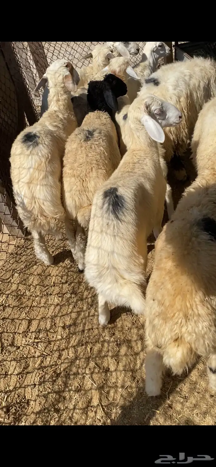 ذبايح للبيع 3