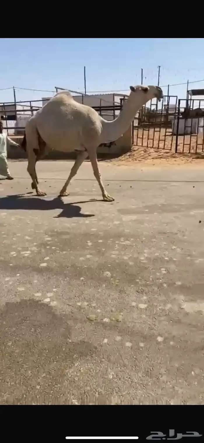 للبيع الشقحا الكفوو اللقحه ع رماني كفووو السن سديس القصيم 0