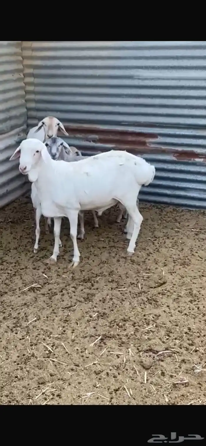 شياة بربريات مولدة بالفحل 1