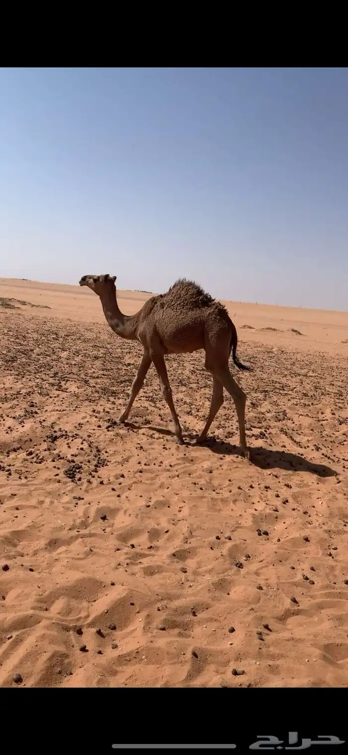للبيع ناقه 2