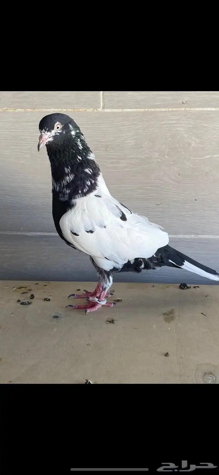 أنثى رام بوري منتجه 4