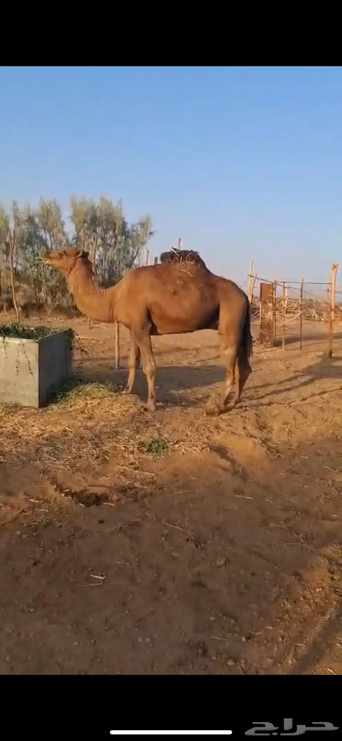 جمل احمر 2