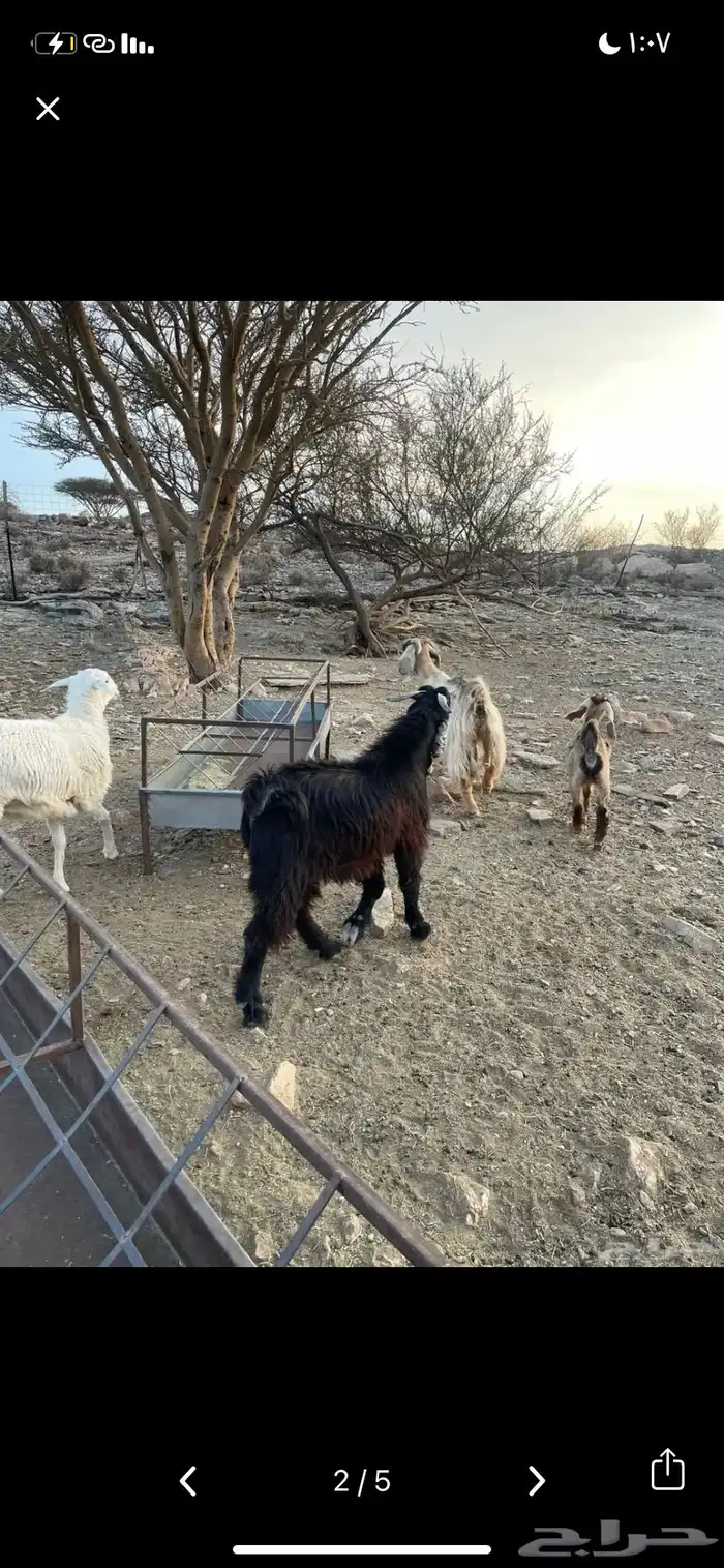 تيس عارضي 0