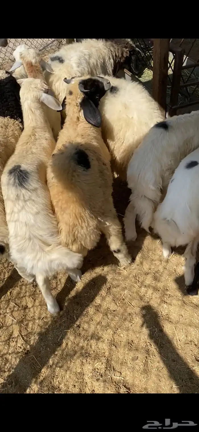 ذبايح للبيع 0